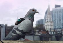 ฝูงพิราบลาดตระเวนปฏิบัติการ! สะพายเป้ตรวจมลพิษทางอากาศ