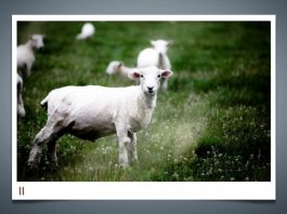 นิวซีแลนด์ กับมิตรภาพที่ไม่มีวันจาง