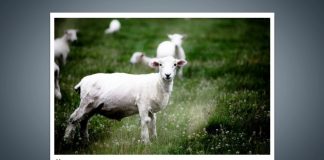 นิวซีแลนด์ กับมิตรภาพที่ไม่มีวันจาง