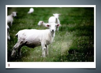 นิวซีแลนด์ กับมิตรภาพที่ไม่มีวันจาง