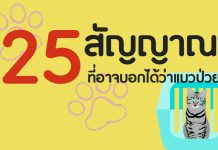 25 สัญญาณที่อาจบอกว่าแมวป่วย