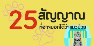 25 สัญญาณที่อาจบอกว่าแมวป่วย