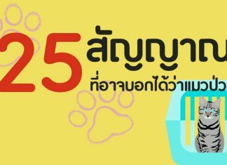25 สัญญาณที่อาจบอกว่าแมวป่วย