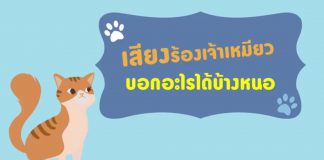 เสียงร้องเจ้าเหมียวบอกอะไรได้บ้างนะ