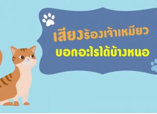 เสียงร้องเจ้าเหมียวบอกอะไรได้บ้างนะ