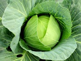 ความโง่