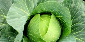 ความโง่