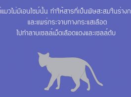 ทำไมแมวถึงกินยาพาราเซตามอลไม่ได้ แมวกับพาราเซตามอล