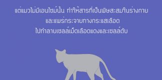 ทำไมแมวถึงกินยาพาราเซตามอลไม่ได้ แมวกับพาราเซตามอล