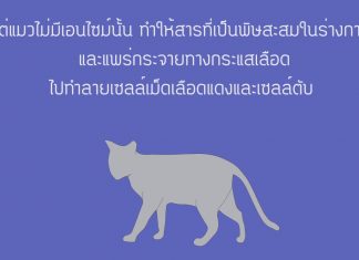 ทำไมแมวถึงกินยาพาราเซตามอลไม่ได้ แมวกับพาราเซตามอล