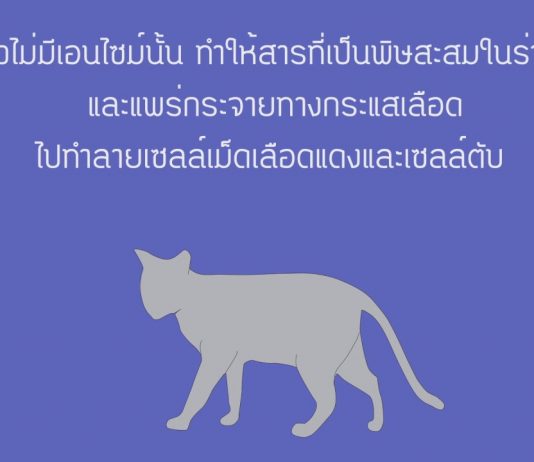 ทำไมแมวถึงกินยาพาราเซตามอลไม่ได้ แมวกับพาราเซตามอล