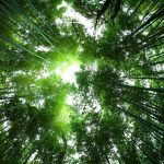Sagano-Bamboo-Forest-Japan-soundwave-1024×670