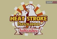 โรคลมแดด (Heat Stroke) ในสัตว์เลี้ยง โรคลมแดด (Heat Stroke) ในสัตว์เลี้ยง
