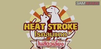 โรคลมแดด (Heat Stroke) ในสัตว์เลี้ยง โรคลมแดด (Heat Stroke) ในสัตว์เลี้ยง
