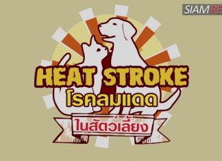 โรคลมแดด (Heat Stroke) ในสัตว์เลี้ยง โรคลมแดด (Heat Stroke) ในสัตว์เลี้ยง