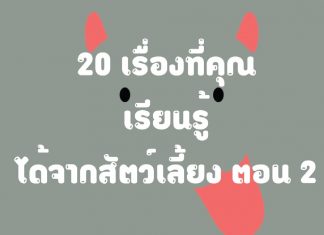 20 เรื่องที่คุณเรียนรู้ได้จากสัตว์เลี้ยง ตอนที่ 2 20 เรื่องที่คุณเรียนรู้ได้จากสัตว์เลี้ยง ตอนที่ 2
