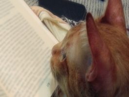 วันสุนทรภู่