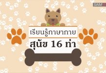 เรียนรู้ภาษากายสุนัข 16 ท่า