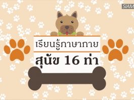 เรียนรู้ภาษากายสุนัข 16 ท่า เรียนรู้ภาษากายสุนัข 16 ท่า