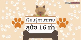 เรียนรู้ภาษากายสุนัข 16 ท่า เรียนรู้ภาษากายสุนัข 16 ท่า