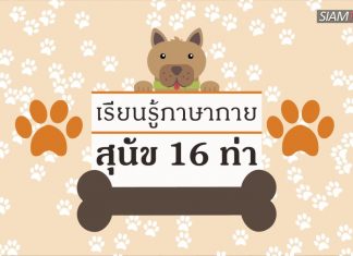 เรียนรู้ภาษากายสุนัข 16 ท่า เรียนรู้ภาษากายสุนัข 16 ท่า