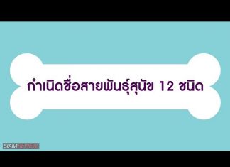 กำเนิดชื่อสายพันธุ์สุนัข 12 ชนิด กำเนิดชื่อสายพันธุ์สุนัข 12 ชนิด