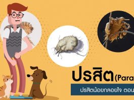 ปรสิตน้อยกลอยใจ ตอนที่ 1: ปรสิตคืออะไร