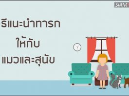 วิธีแนะนำทารกให้กับแมวและสุนัข