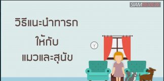 วิธีแนะนำทารกให้กับแมวและสุนัข