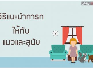 วิธีแนะนำทารกให้กับแมวและสุนัข