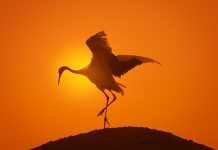 Earth: One Amazing Day