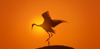 Earth: One Amazing Day