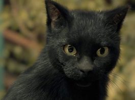 Legend of the Demon Cat