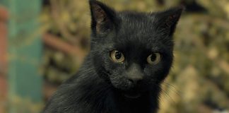 Legend of the Demon Cat