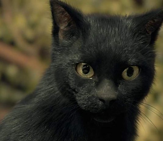 Legend of the Demon Cat